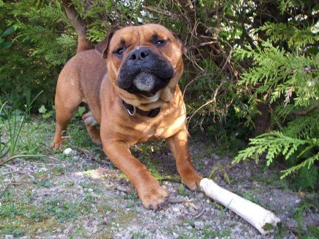X bulldog anglais - Bouledogue Anglais