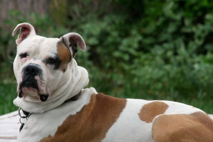 Un Bouledogue Anglais blanc avec des taches rousses