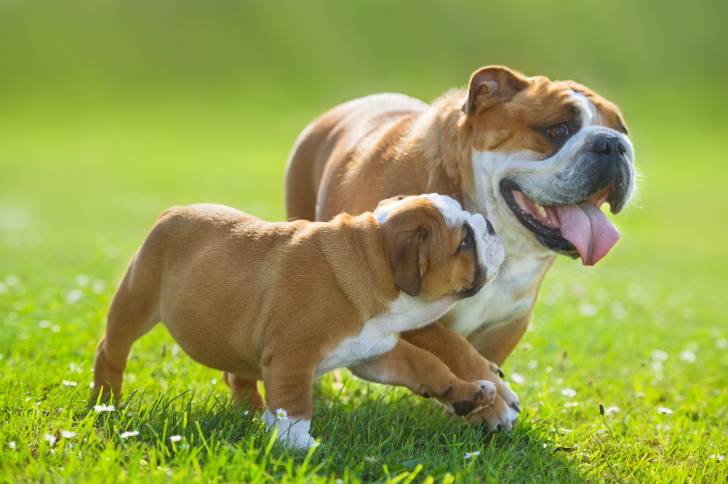 Une mère Bouledogue Anglais et son chiot marchent dans le jardin