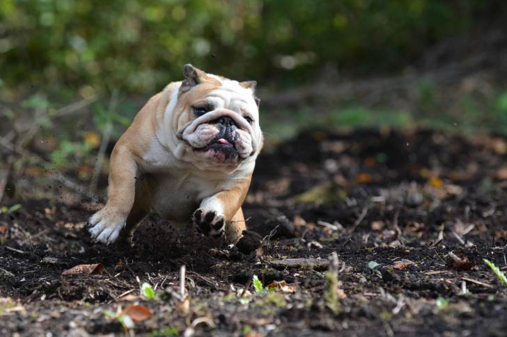 Photo Bouledogue Anglais