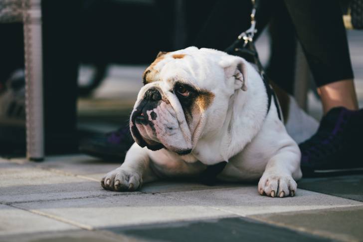 Photo Bouledogue Anglais