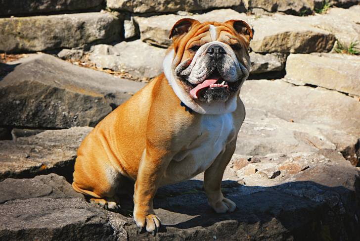 Le Bouledogue Anglais