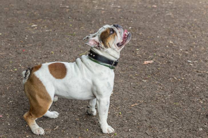 Photo Bouledogue Anglais