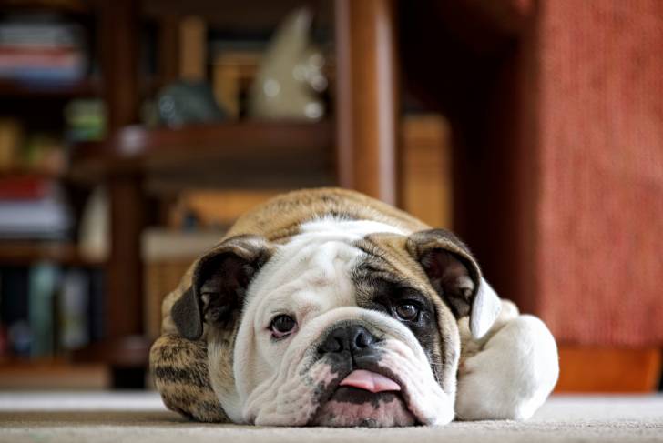 Photo Bouledogue Anglais