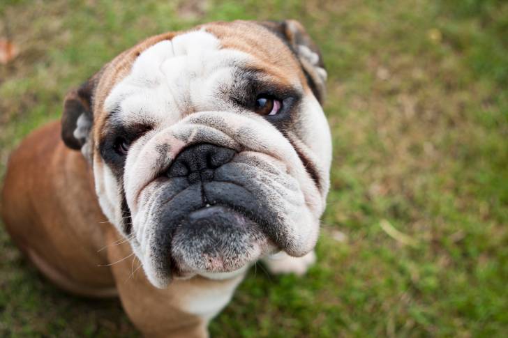 Photo Bouledogue Anglais