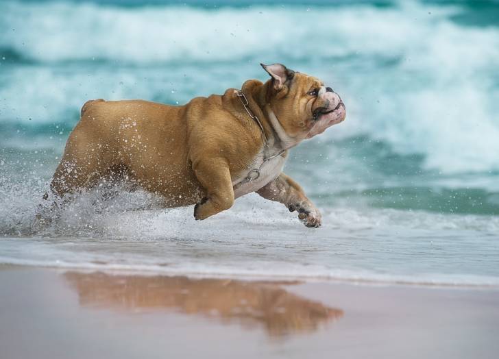 Un Bouledogue Anglais court le long de la mer