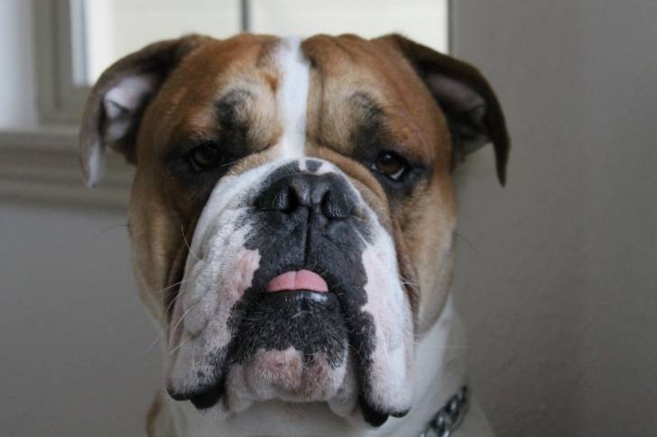 Deakon - Bouledogue Anglais Mâle (1 an)