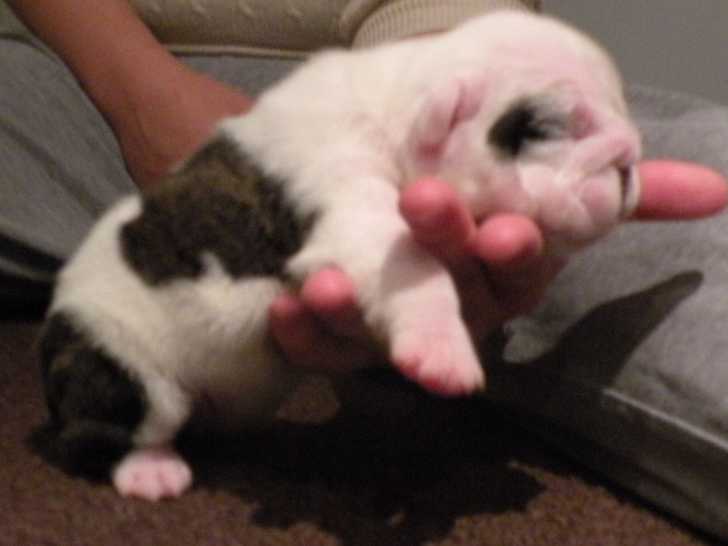 Blizzard - Bouledogue Anglais Femelle (1 mois)