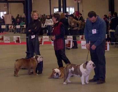 Bulldog Anglais - Bouledogue Anglais
