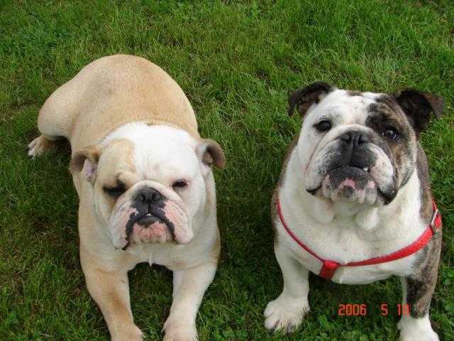 bulldog anglais - Bouledogue Anglais