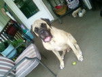 Moses - Bullmastiff Mâle (1 an)