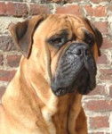 Bullmastiff - Bullmastiff