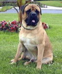Bullmastiff - Bullmastiff