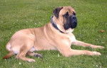 Bullmastiff - Bullmastiff