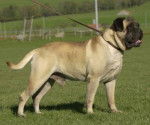 Bullmastiff - Bullmastiff