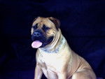 Topless atlantic dream's - Bullmastiff