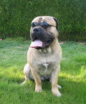 Dodge des jardins d'atlantis - Bullmastiff