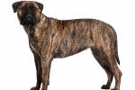 Photo Bullmastiff