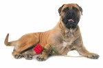 Photo Bullmastiff