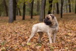 Photo Bullmastiff