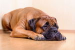 Un Bullmastiff dort couché sur le parquet