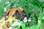 Photo Bullmastiff