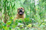 Photo Bullmastiff