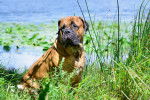 Photo Bullmastiff
