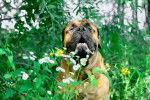 Photo Bullmastiff