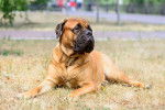 Photo Bullmastiff