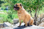 Photo Bullmastiff