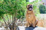 Photo Bullmastiff