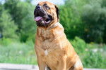 Photo Bullmastiff