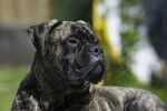 Photo Bullmastiff