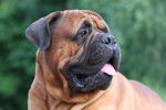 Photo Bullmastiff