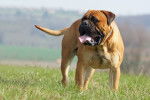 Un Bulmastiff debout dans un champ