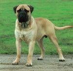 Coco - Bullmastiff Mâle (3 ans)