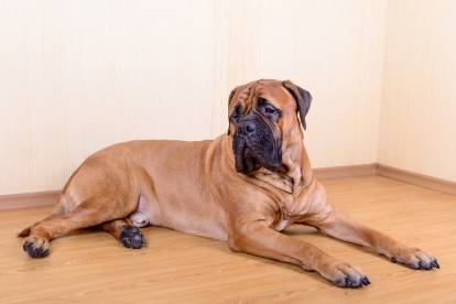Un Bullmastiff peut-il vivre en appartement ?