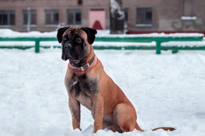 Résistance du Bullmastiff au froid et à la chaleur