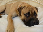 Buck - Bullmastiff Mâle (4 ans)