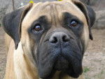 Bella - Bullmastiff Femelle (4 ans)