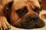 Photo Bullmastiff