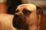 Photo Bullmastiff