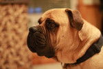 Photo Bullmastiff