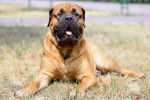 Photo Bullmastiff