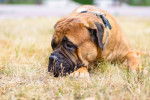 Photo Bullmastiff