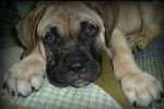 Photo Bullmastiff
