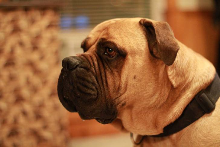 Photo Bullmastiff