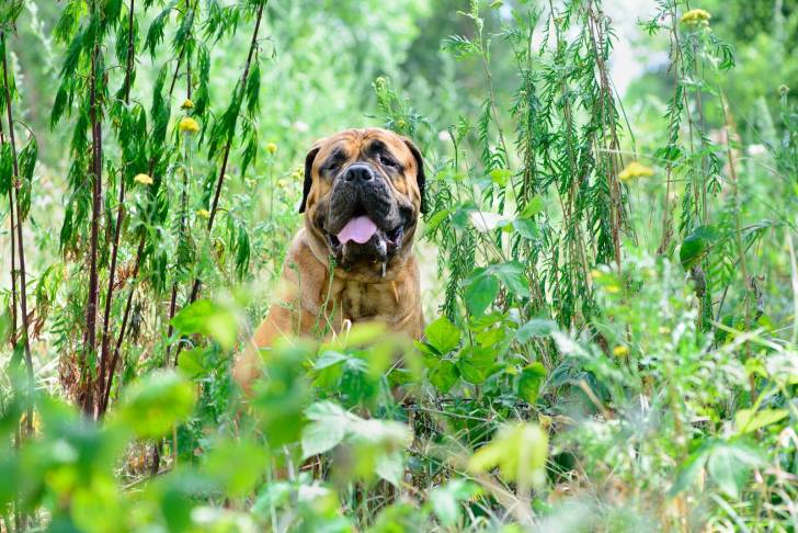 Photo Bullmastiff