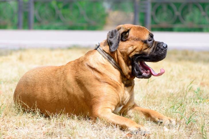 Un Bulmastiff allongé dans l'herbe sèche au soleil